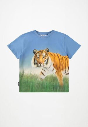  Tiger on Blue 9