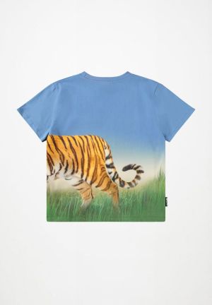  Tiger on Blue 9